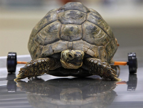 Imagem Curiosa: Tartaruga com Rodas