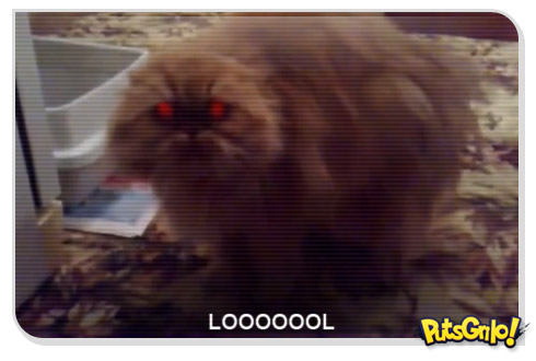 Demon Cat Vídeo