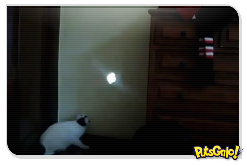 Gato e o reflexo do sol