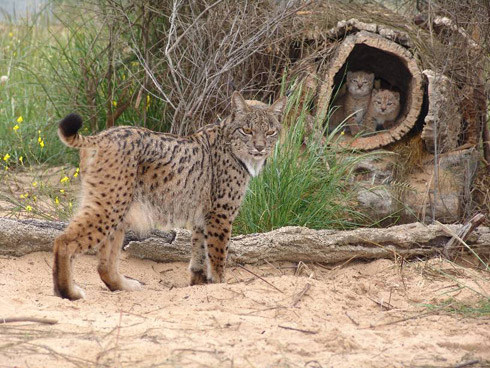 Fotos incríveis de animais na hora exata