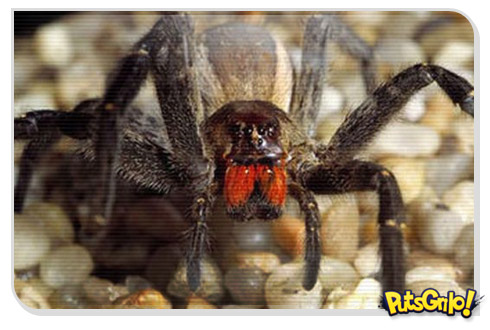 Aranha armadeira pode substituir Viagra