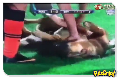 Cachorro manhoso invade partida de futebol