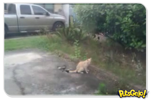 Bullying fail: O gato ninja