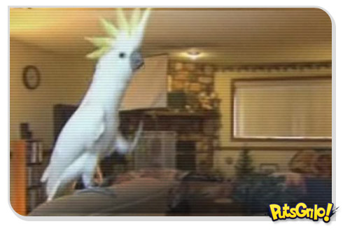 Cacatua dança Lady Gaga e Backstreet Boys