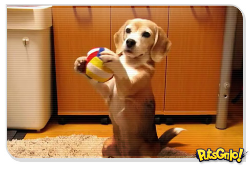 Cachorro goleiro vira hit no Youtube