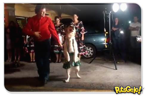Cachorro dançando merengue