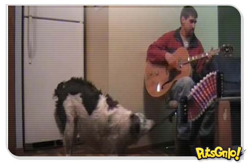 cachorro toca acordeon