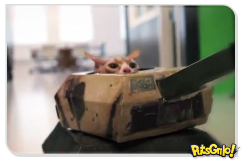 Gatos pilotando tanques de guerra