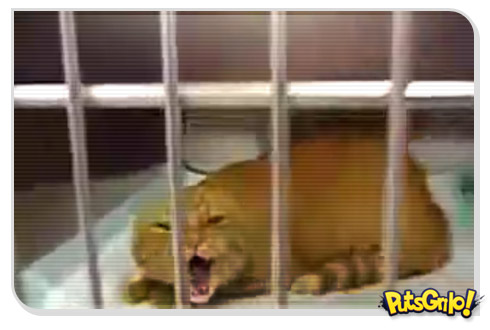 Demon Cat Reload: O gato exorcista