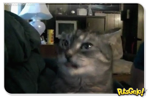 Gato com voz de Pato Donald