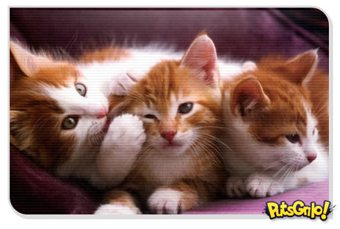 Gatos se comunicando pelo rabo