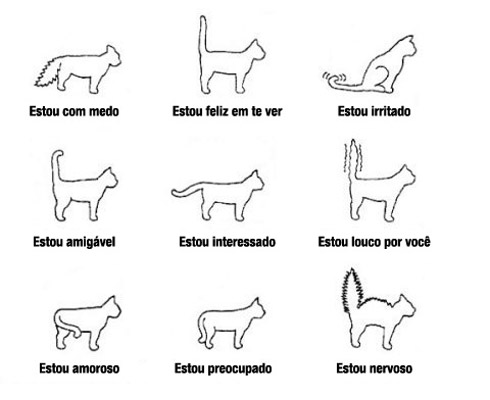 Gatos se comunicando pelo rabo