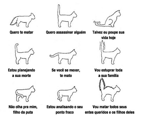 Gatos se comunicando pelo rabo