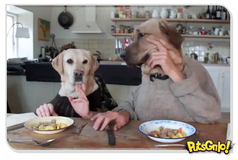 Cachorros jantando em restaurante