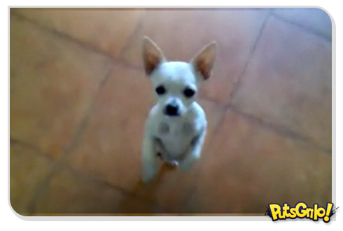 Cachorro chihuahua dançarino