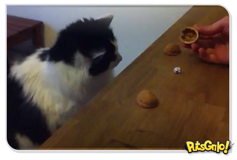 Gato no jogo de adivinhação