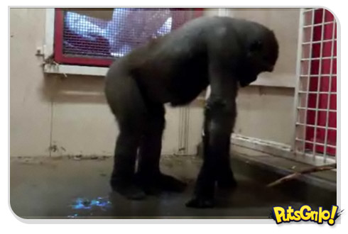 Gorila dançando break no zoológico