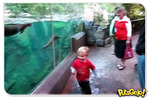 Criança aposta corrida com lontra de aquário