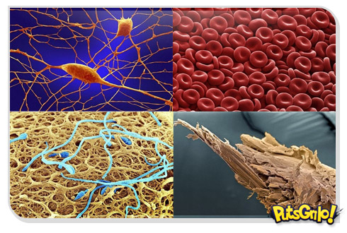 Corpo humano em fotos no microscópio