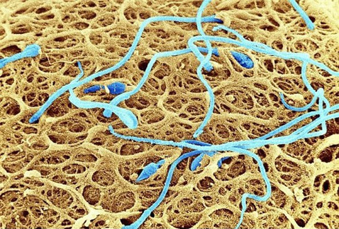 Corpo humano em fotos microscópicas