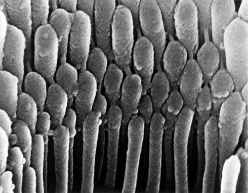 Corpo humano em fotos microscópicas