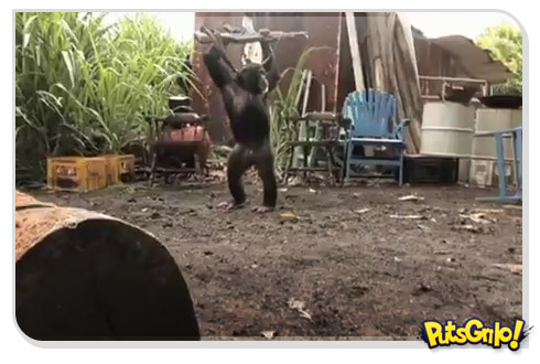 Filme Planeta do Macacos lança vídeo viral do macaco armado