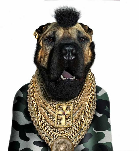 Celebridades e animais: Cara de um, focinho do outro