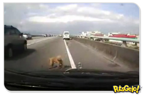 Momento Tenso: Cachorro pula de carro em movimento