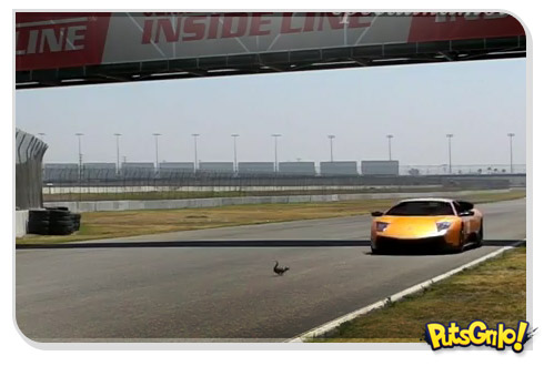 O esquilo ninja e a Lamborghini