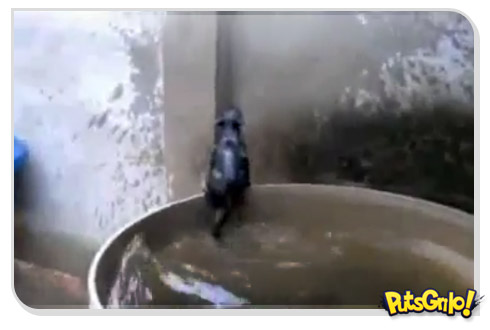 Gato praticando natação