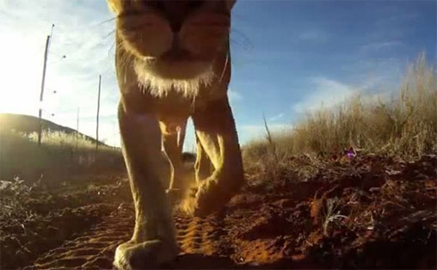 Leoa rouba câmera e tira fotos curiosas