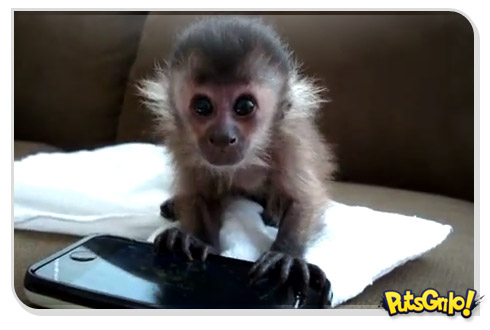 Macaco se divertindo com iPhone