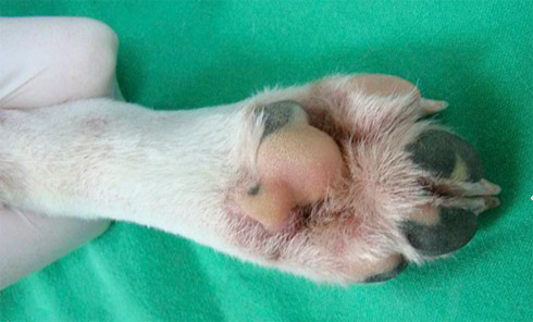Cachorro mutante brilha muito na Coréia