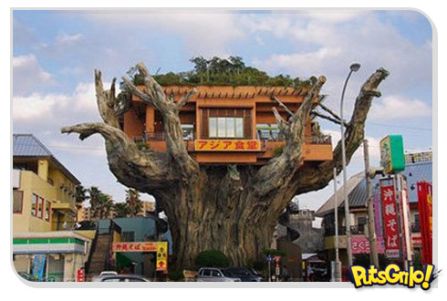 O curioso restaurante instalado numa árvore