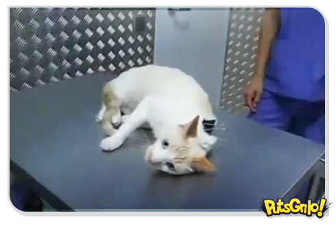Como desligar um gato