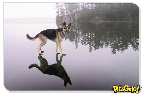 Cachorro milagreiro andando sobre as águas