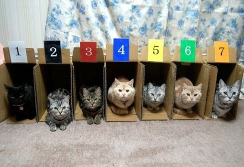 Gatos: Como organizar
