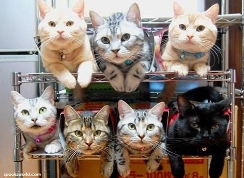 Gatos: Como organizar