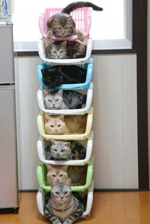 Gatos: Como organizar