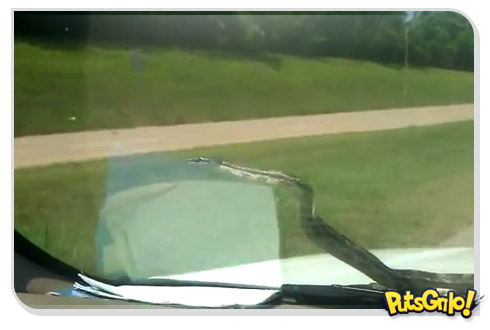 A cobra que veio do céu