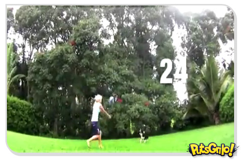 Cachorro jogando vôlei LIKE A DOG