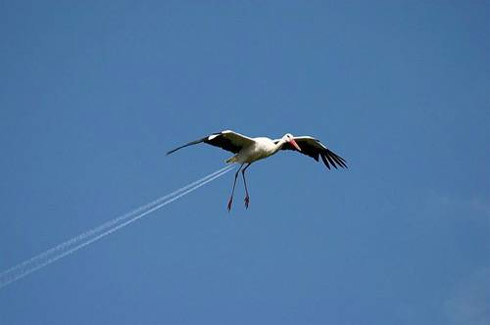 Fotos divertidas: Tudo é uma questão de ângulo