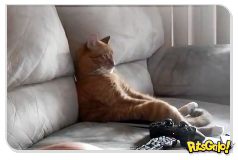 Gato do heavy metal curtindo Slayer LIKE A BOSS