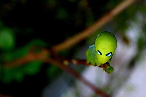 Insetos bizarros parecidos com aliens