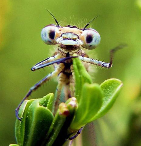 Insetos bizarros parecidos com aliens