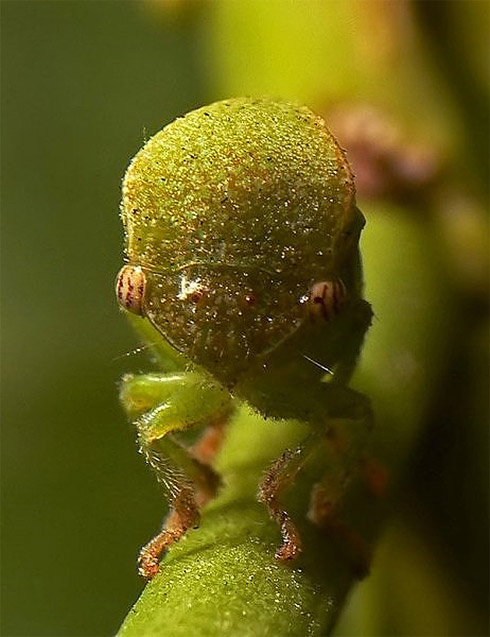 Insetos bizarros parecidos com aliens