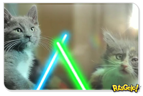 Gatos Jedi bancando o Darth Vader com sabres de luz