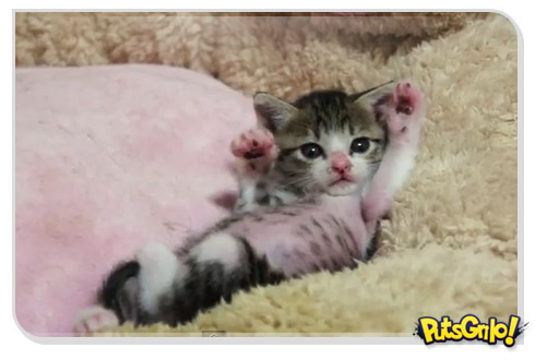 Momento Cute Cute: Gato espreguiçador vira astro do Youtube