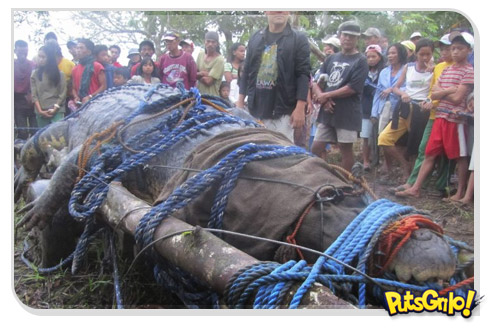 Crocodilo gigante nas Filipinas mais parece um dinossauro