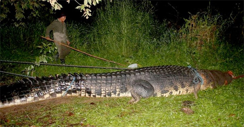 Crocodilo gigante nas Filipinas mais parece um dinossauro